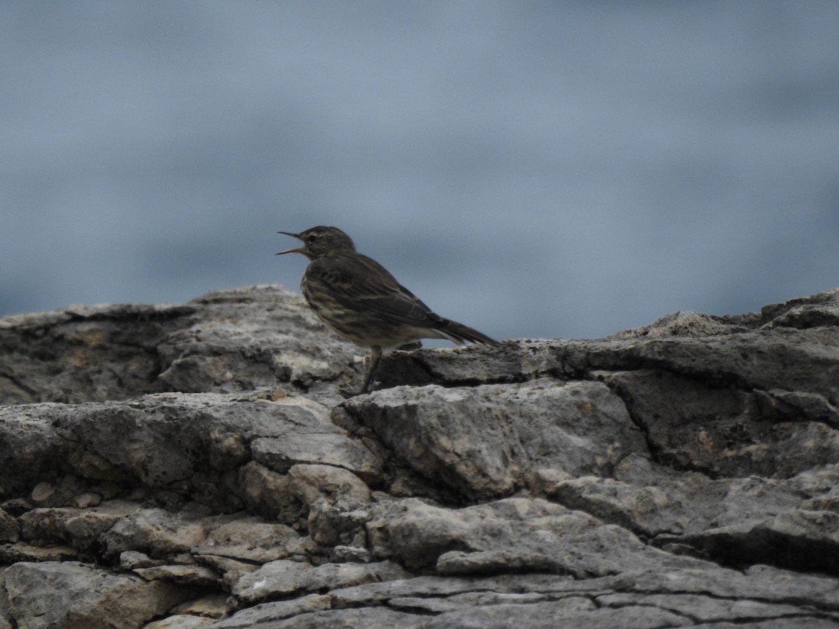Rock Pipit - ML642292469
