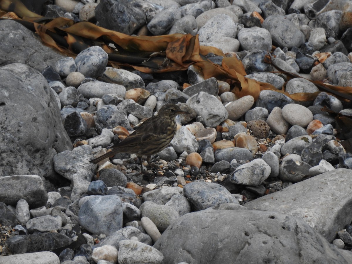 Rock Pipit - ML642292470