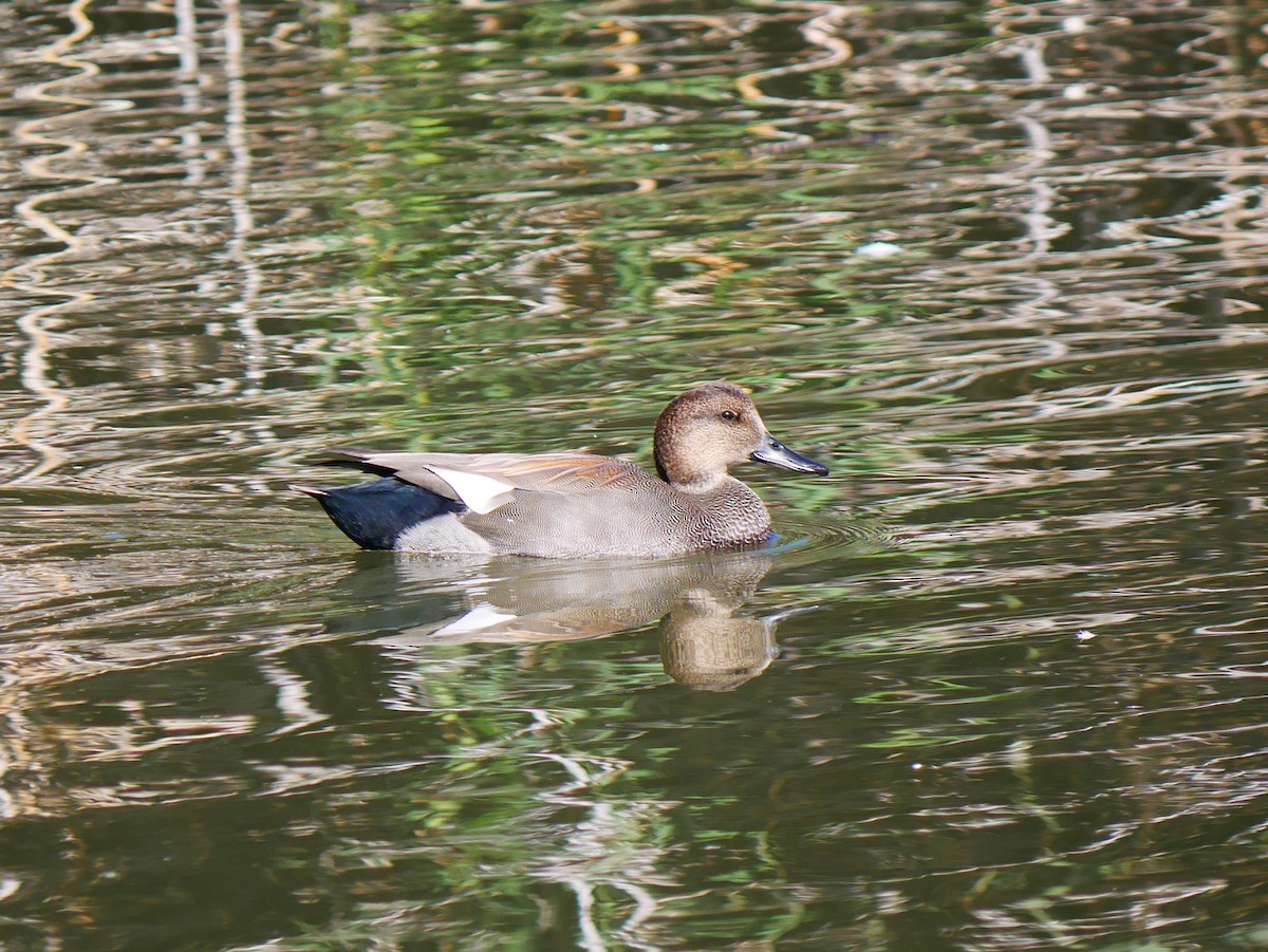 Gadwall - ML642292478