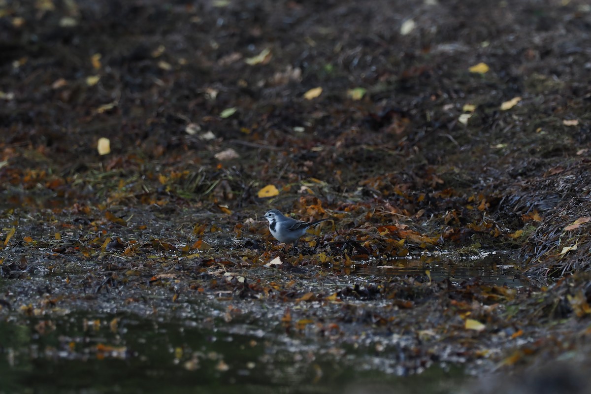 Ballerina bianca (alba/dukhunensis) - ML642292479