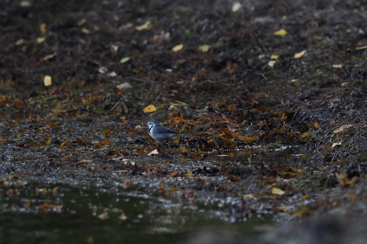 Ballerina bianca (alba/dukhunensis) - ML642292480