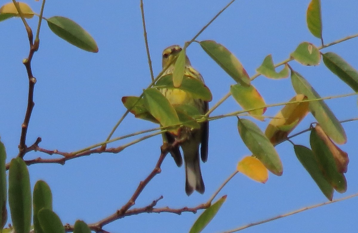 brunkinnparula - ML642292483
