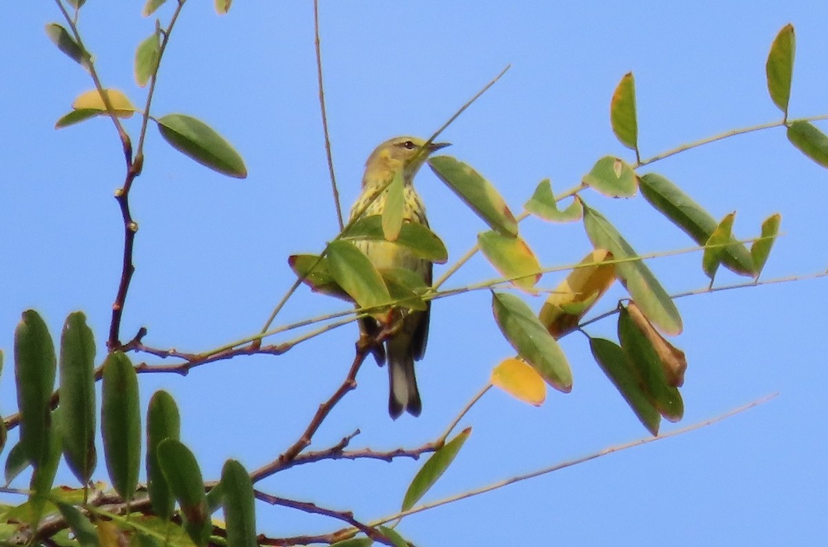 brunkinnparula - ML642292485