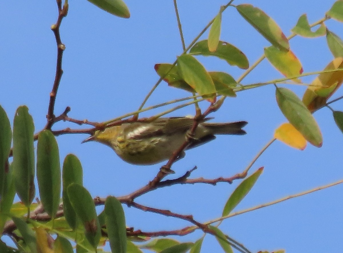 brunkinnparula - ML642292486