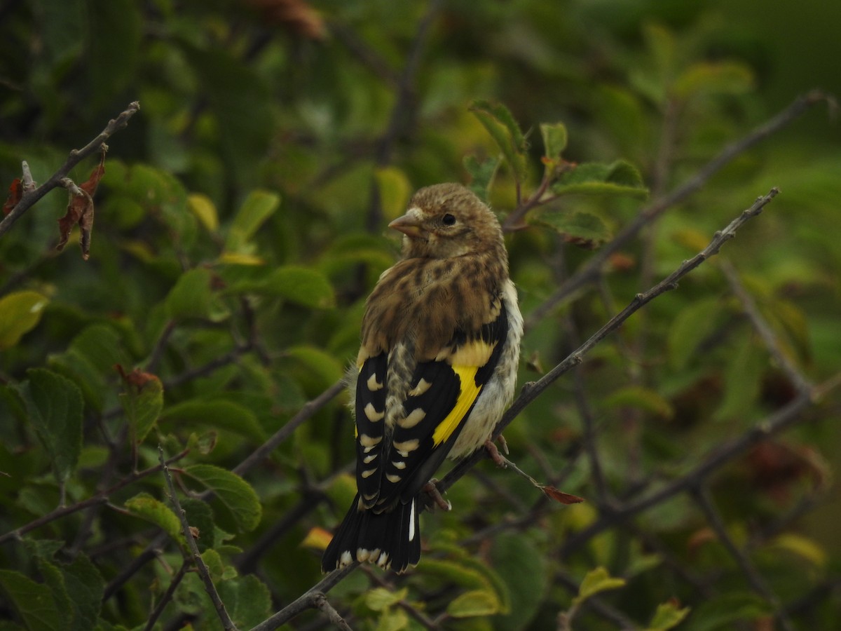 European Goldfinch - ML642292491