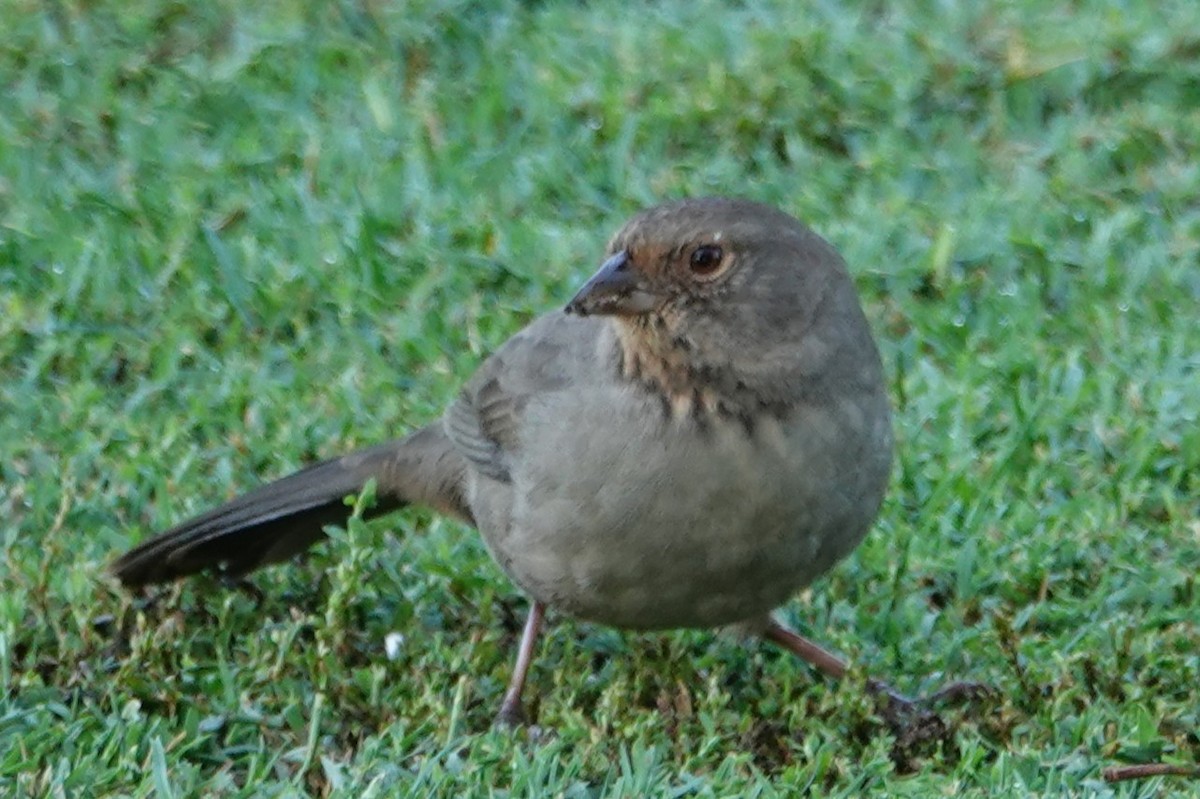California Towhee - ML642292502