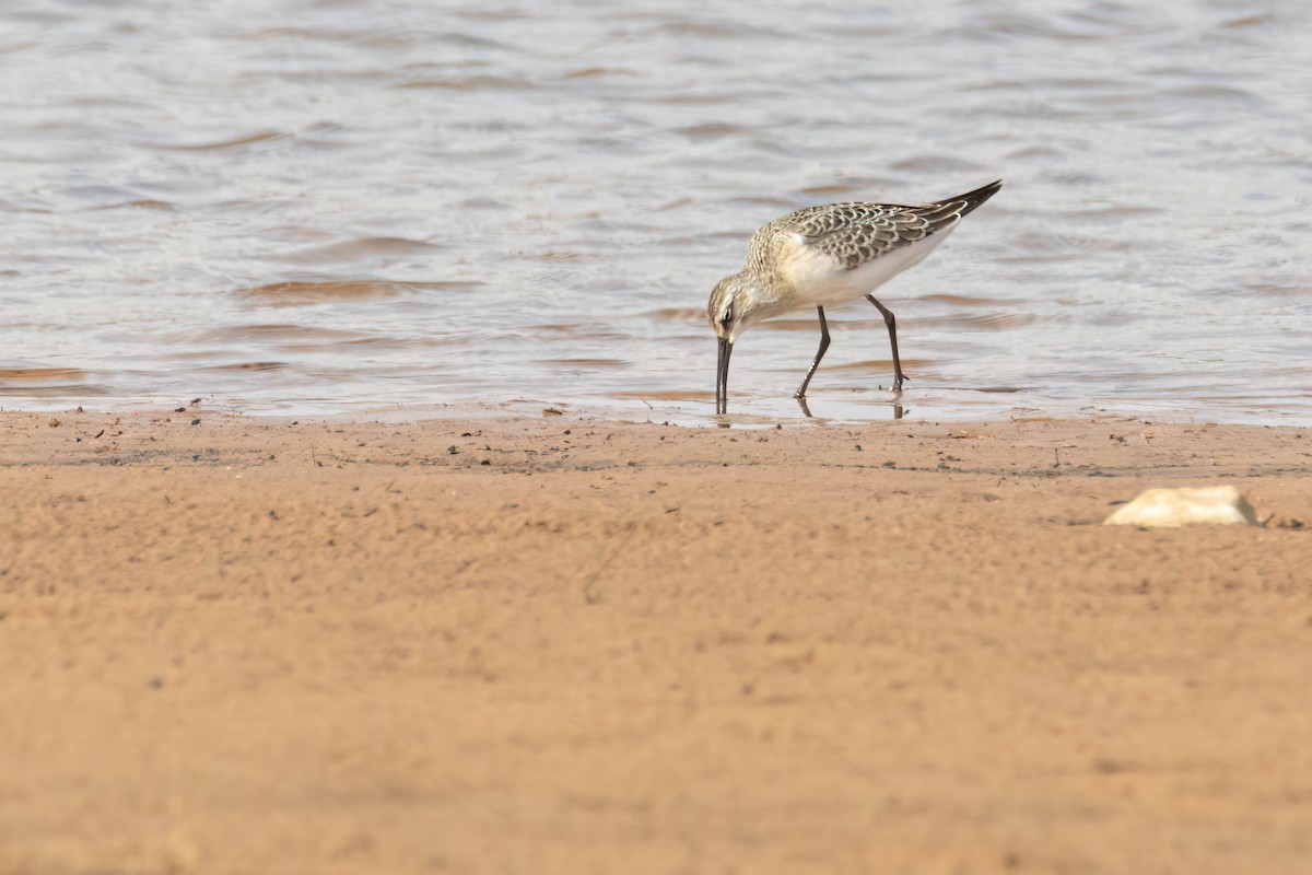 Curlew Sandpiper - ML642292503
