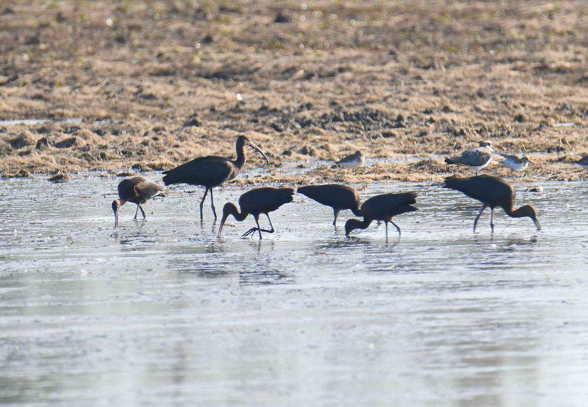 Glossy Ibis - ML642292516