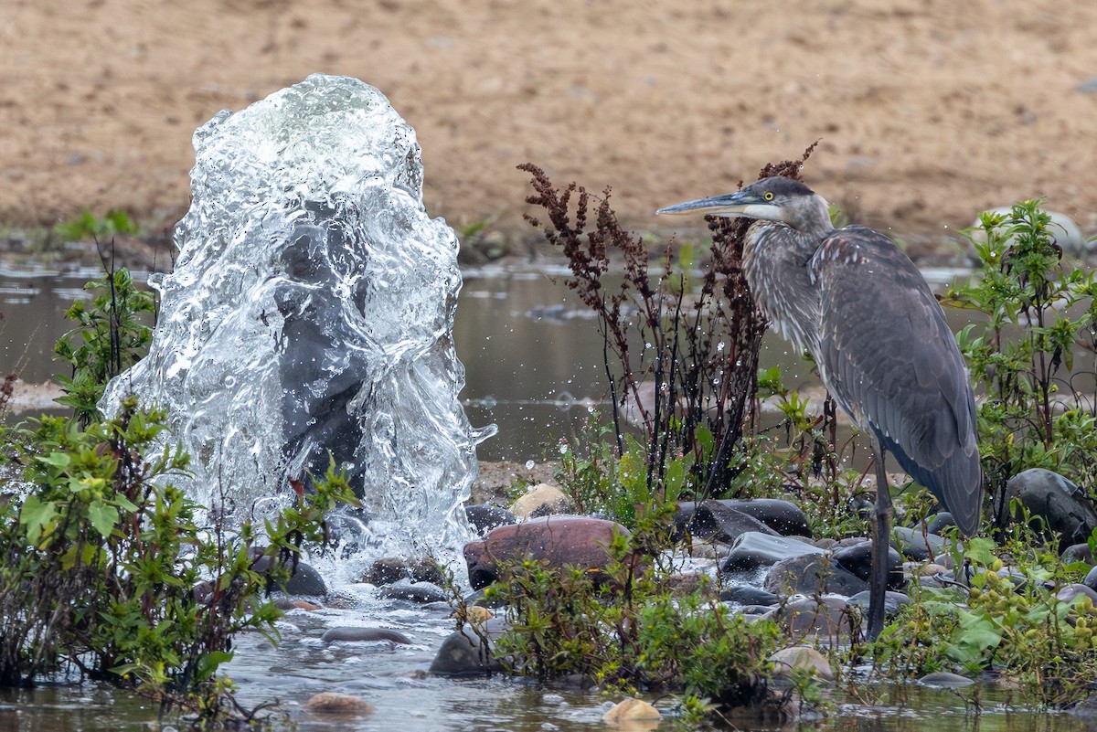 Great Blue Heron - ML642292523