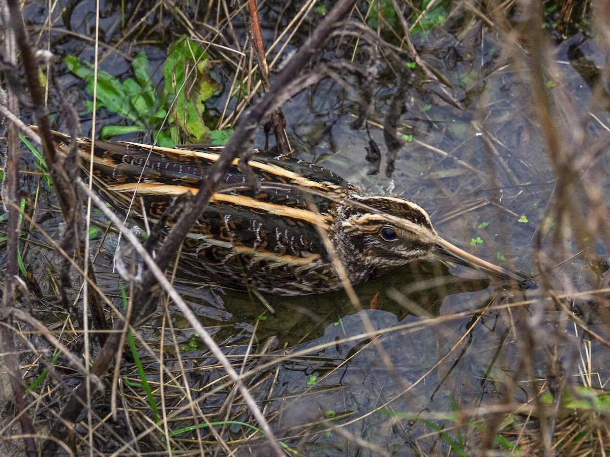 Jack Snipe - ML642292531
