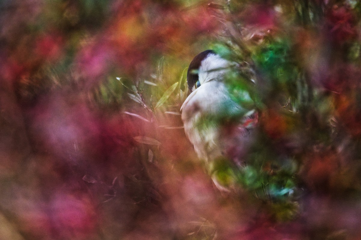 Black-crowned Night Heron - ML642292557
