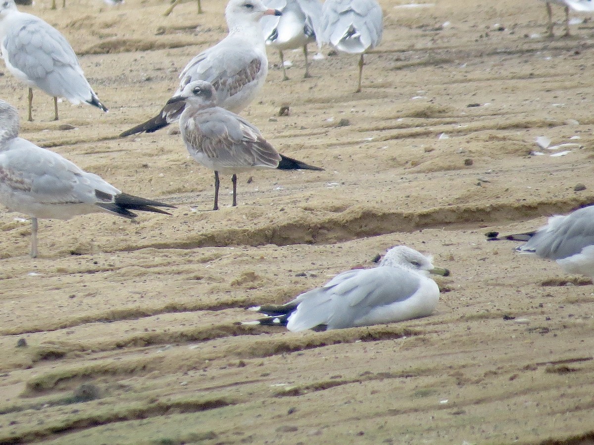 Laughing Gull - ML642292561
