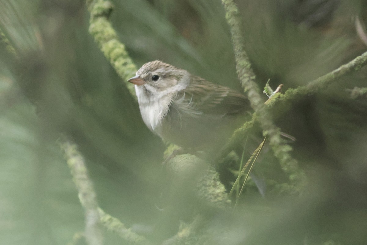 Brewer's Sparrow - ML642292587