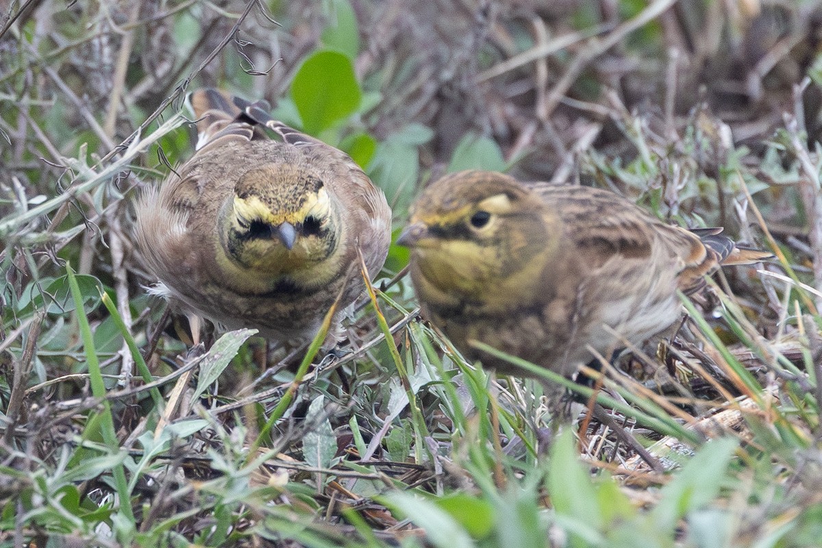 Horned Lark - ML642292588