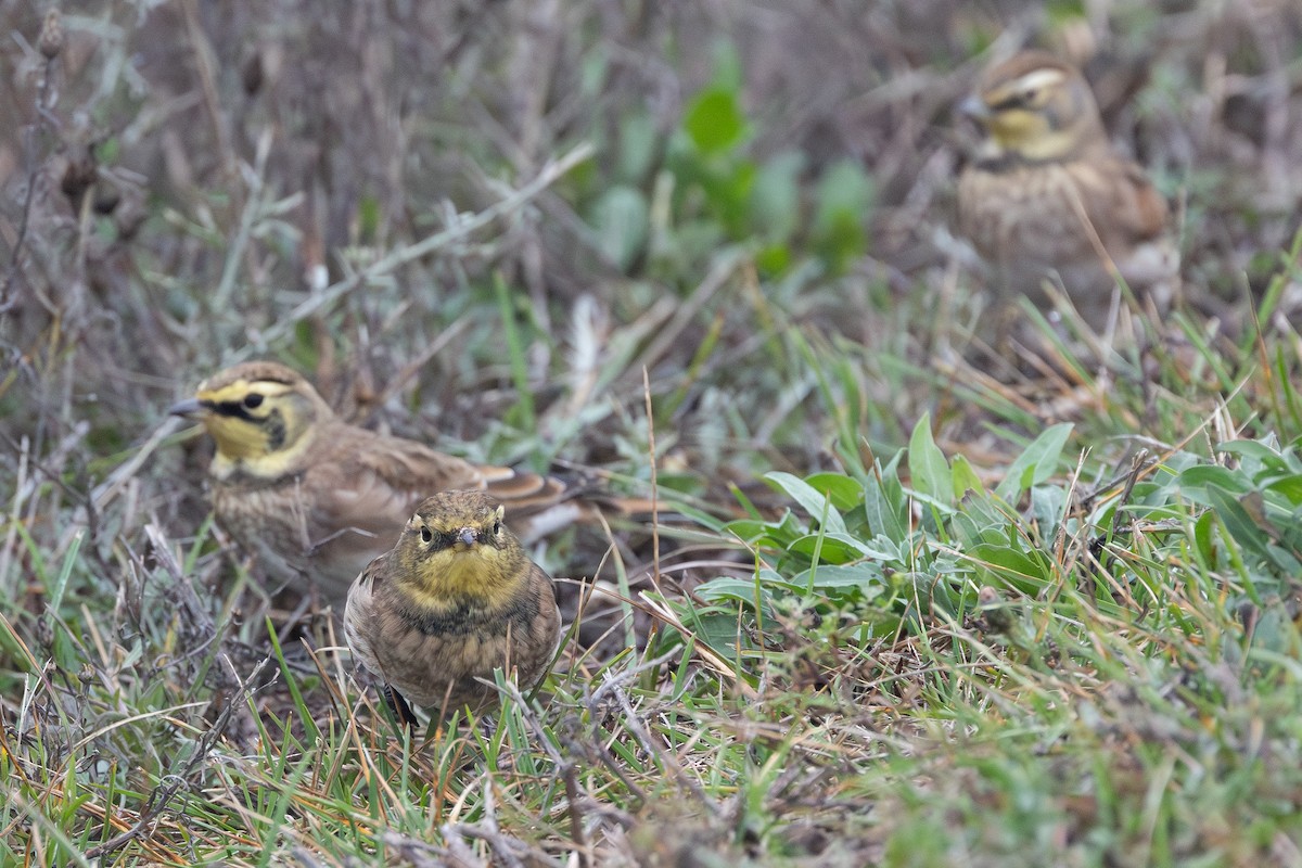 Horned Lark - ML642292589