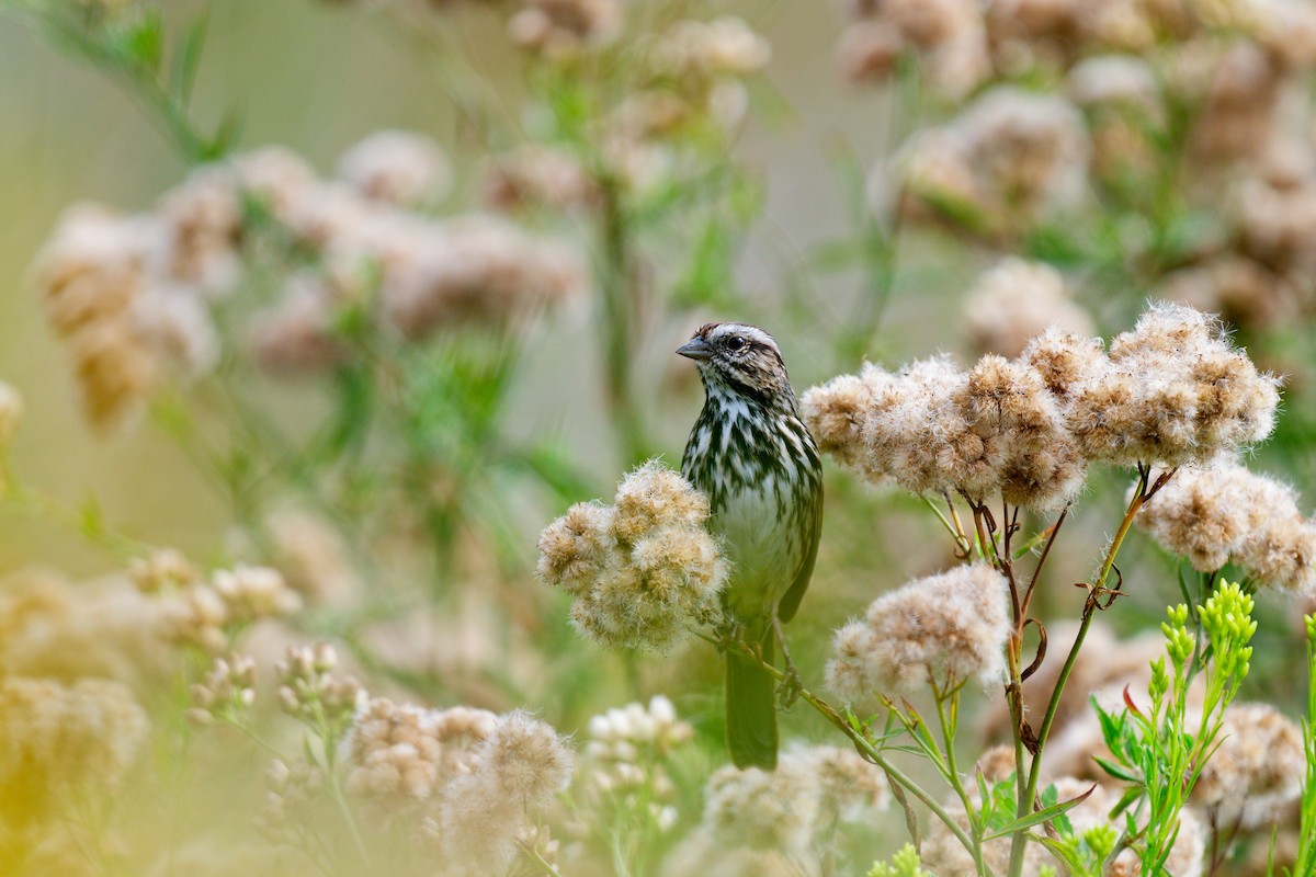 Song Sparrow - ML642292590