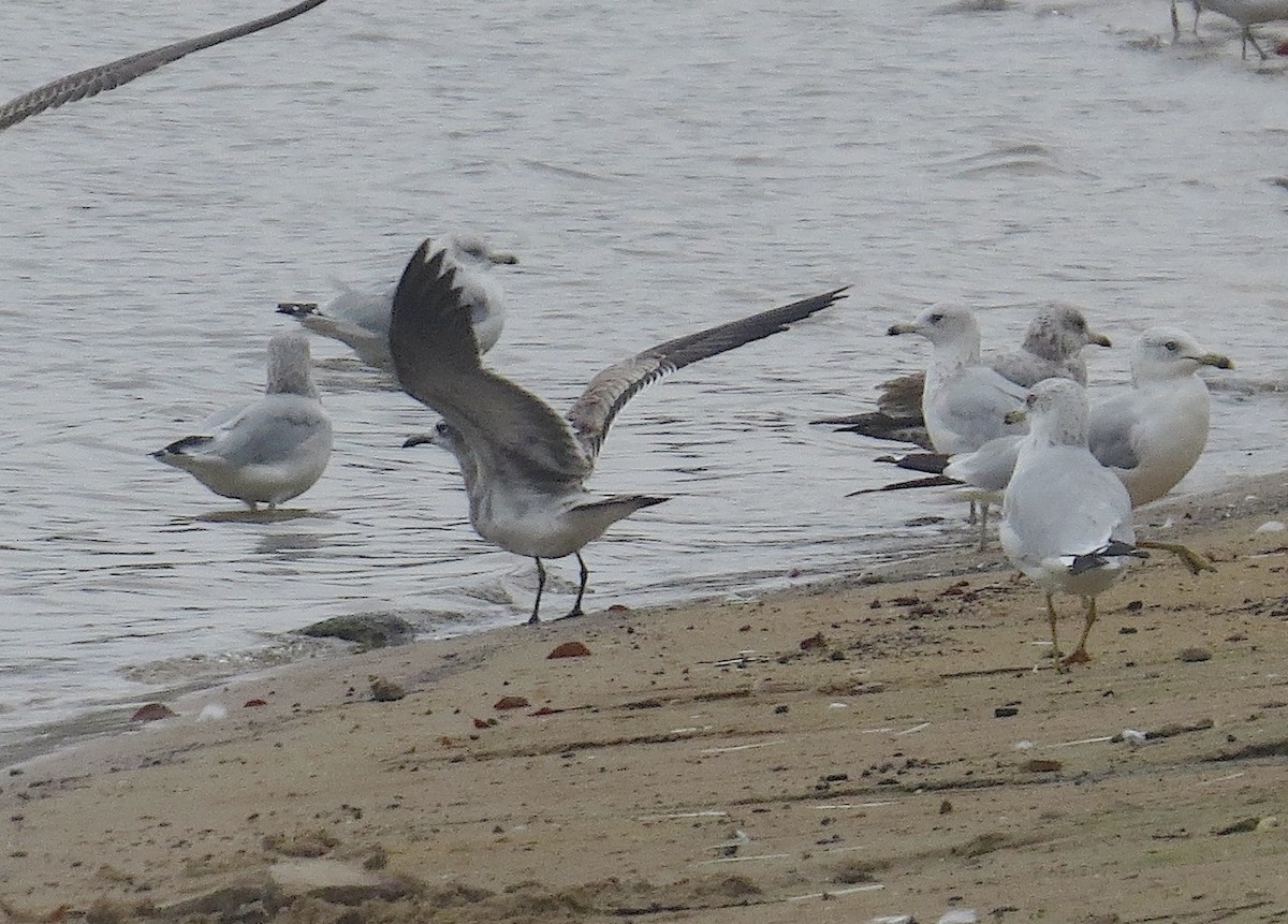 Laughing Gull - ML642292598