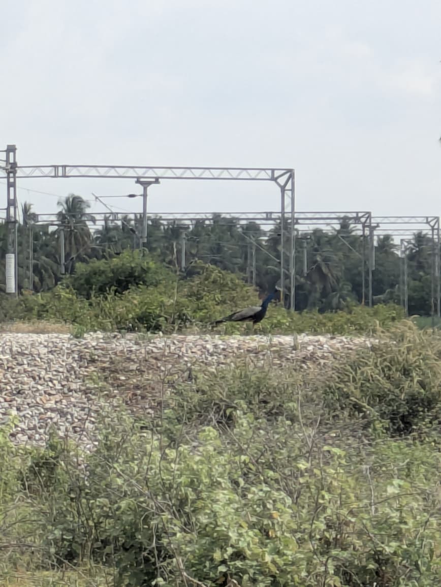 Pfau - ML642292601