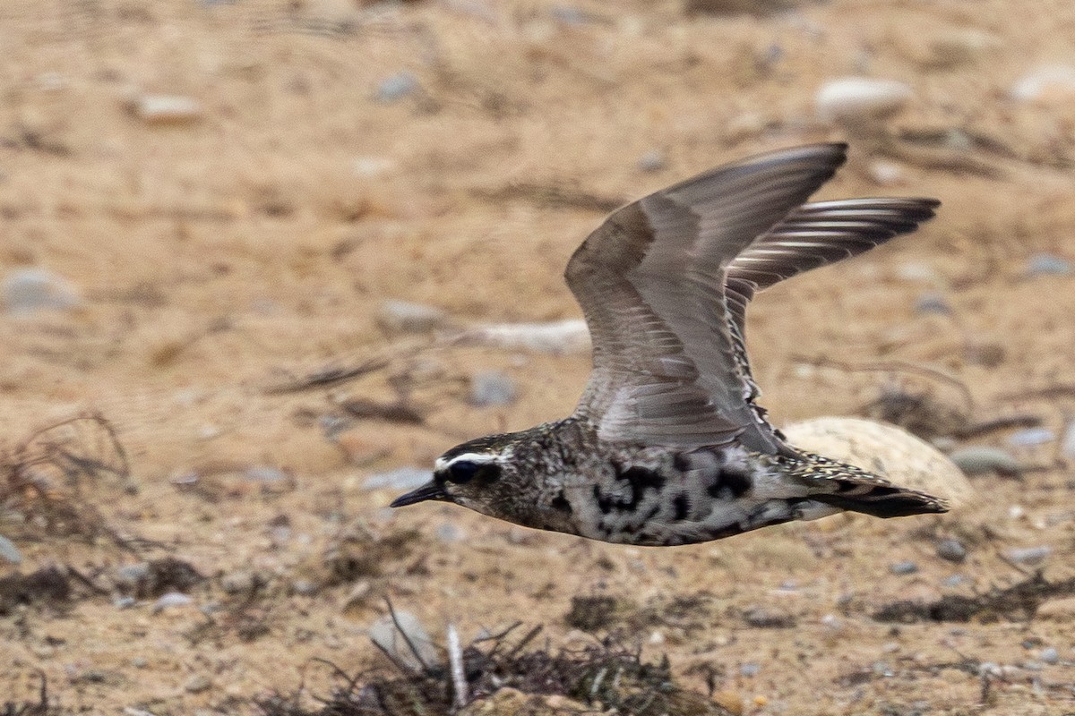 American Golden-Plover - ML642292602
