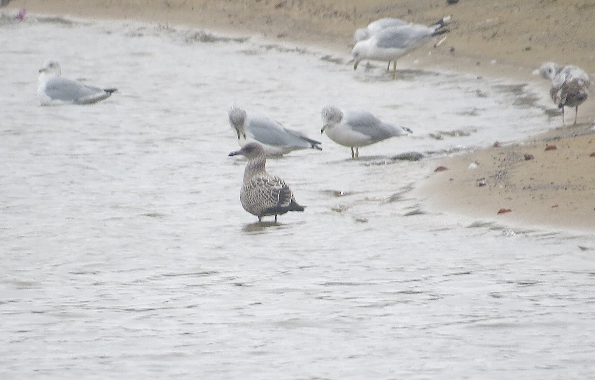 Lesser Black-backed Gull - ML642292622