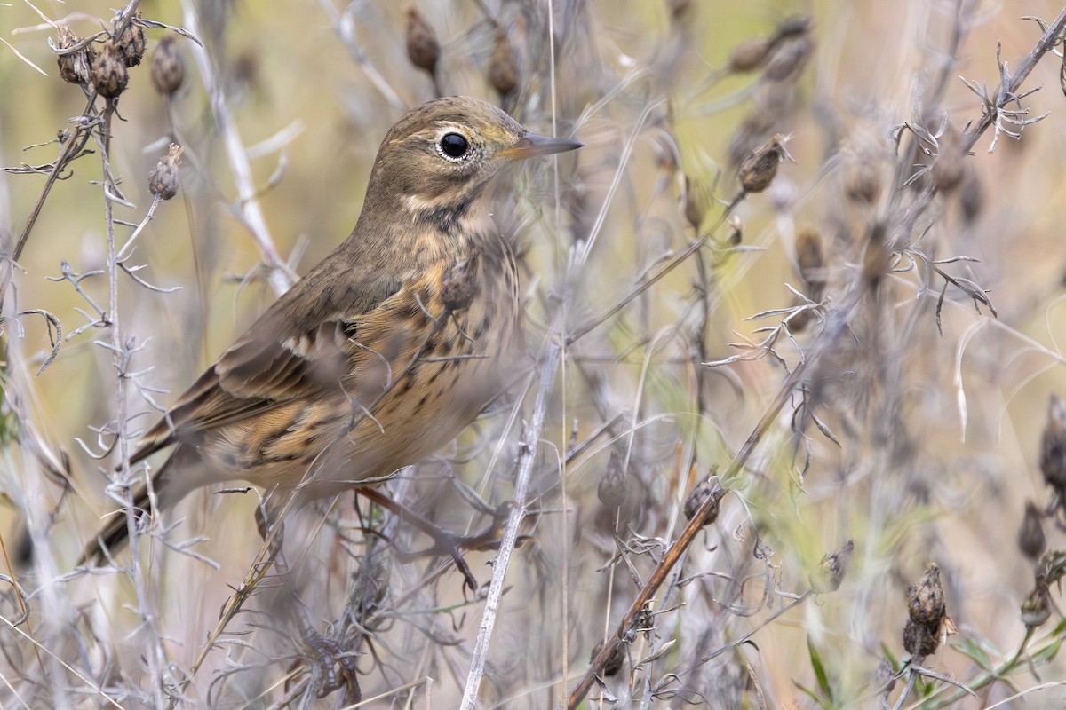 American Pipit - ML642292636