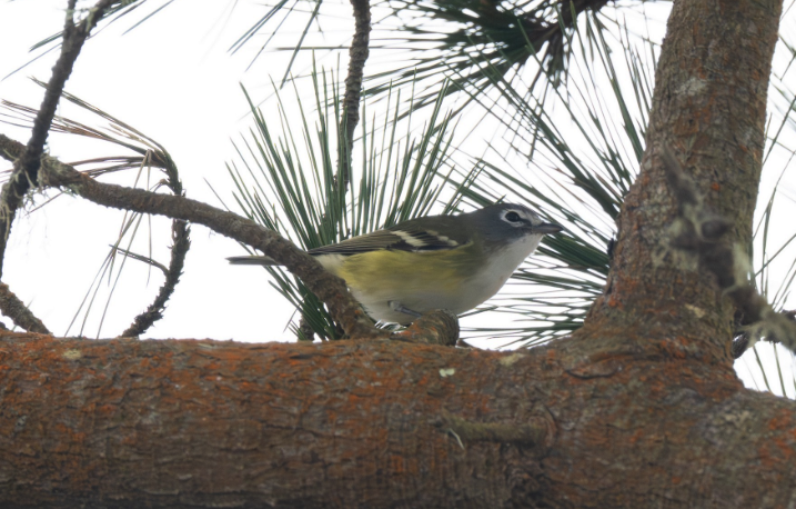 Blue-headed Vireo - ML642292638
