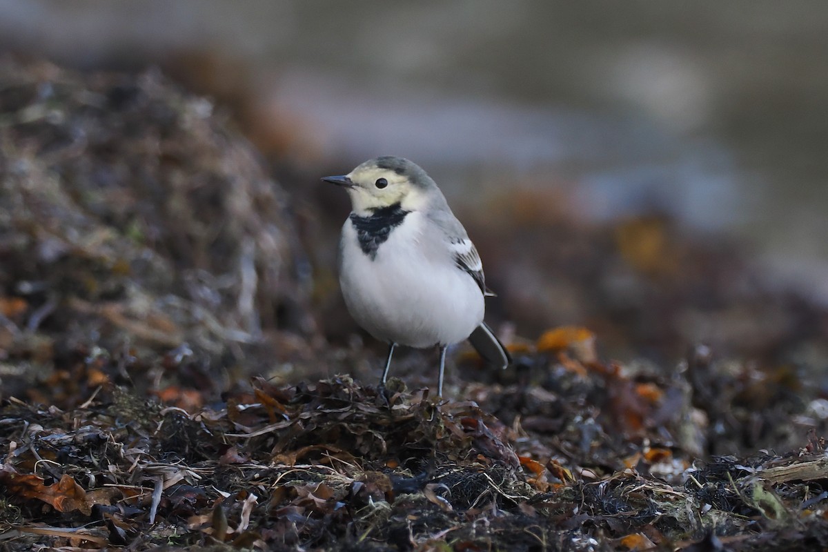 Ballerina bianca (alba/dukhunensis) - ML642292676