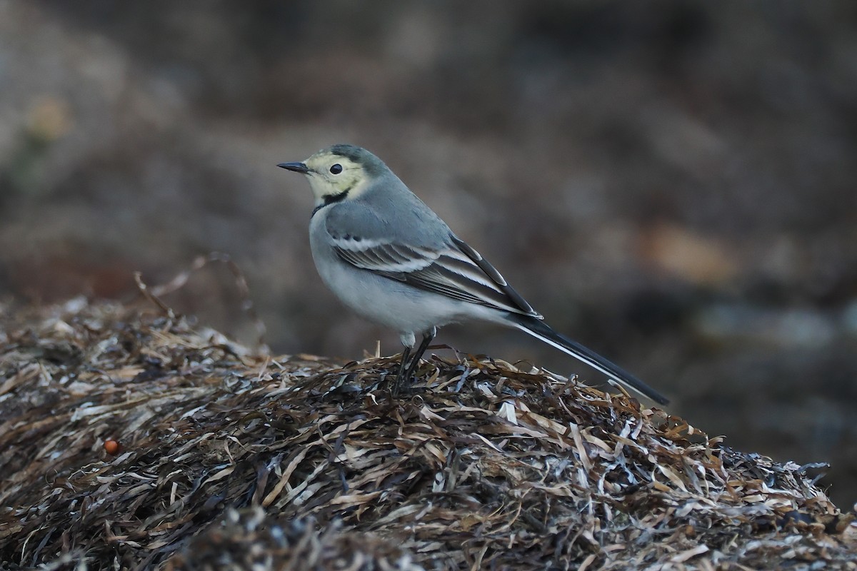 Ballerina bianca (alba/dukhunensis) - ML642292677