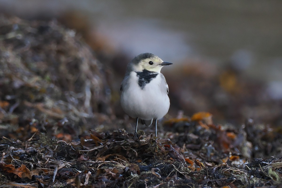 Ballerina bianca (alba/dukhunensis) - ML642292678