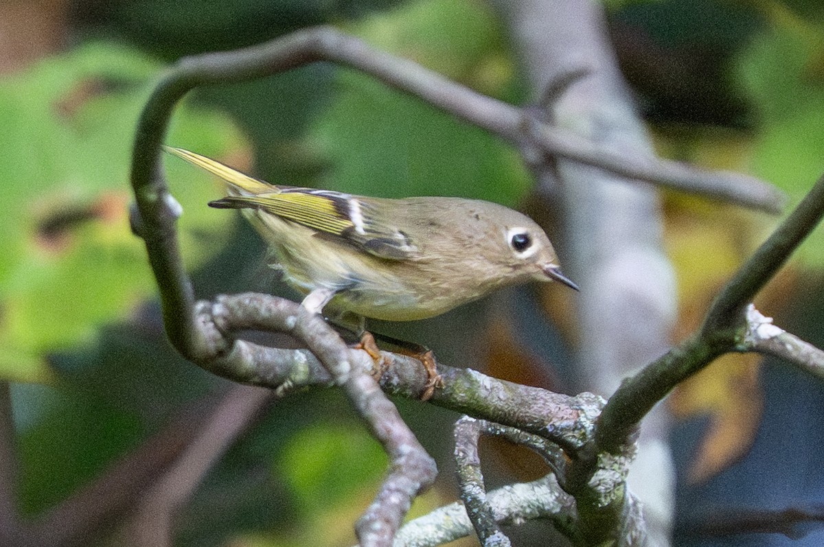 Ruby-crowned Kinglet - ML642292688