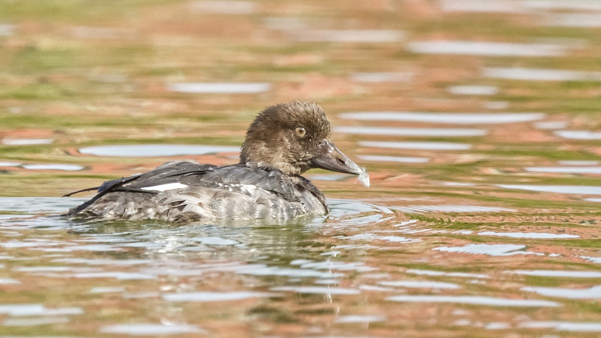 Common Goldeneye - ML642292692