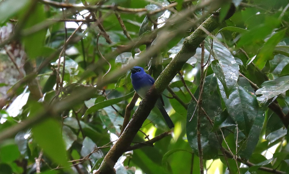 Short-crested Monarch - ML642292702