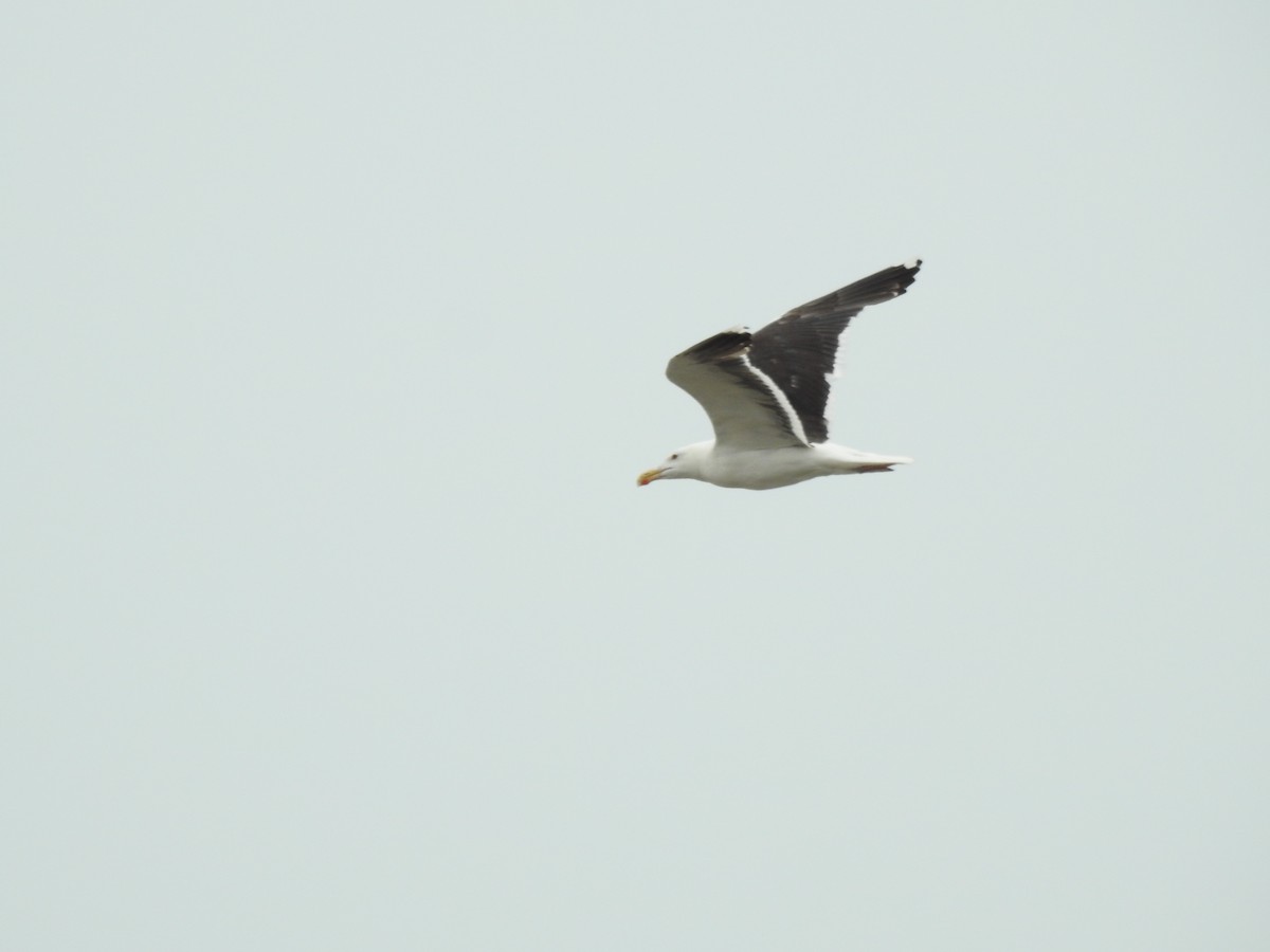 Great Black-backed Gull - ML642292764