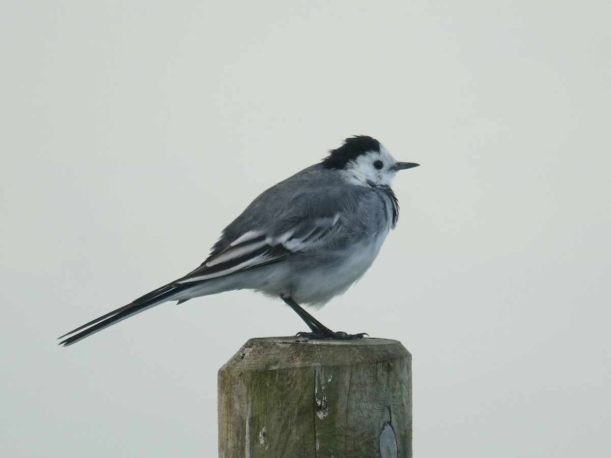White Wagtail - ML642292767
