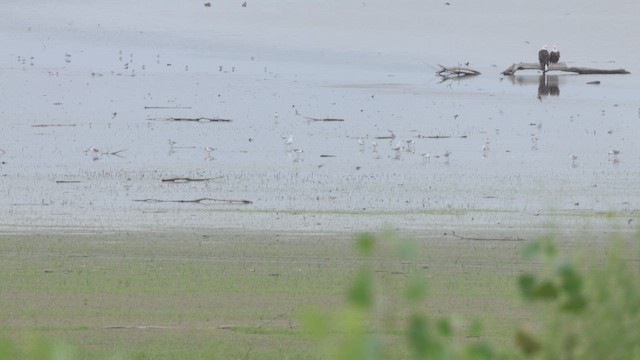 Pygargue à tête blanche - ML642292771