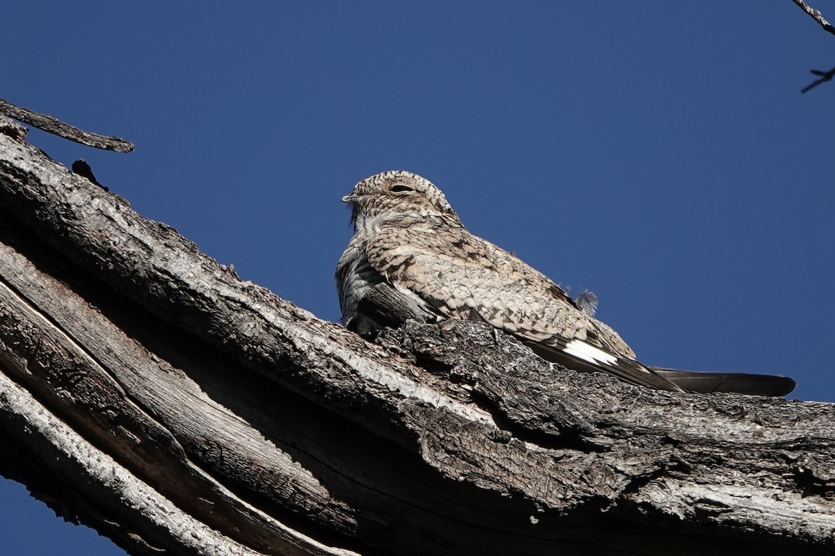 Common Nighthawk - ML642292782