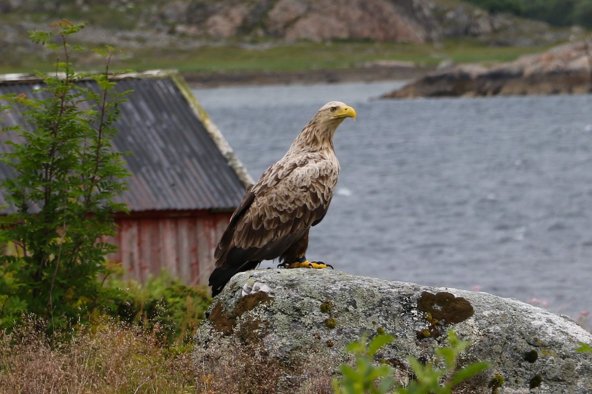 White-tailed Eagle - ML642292790