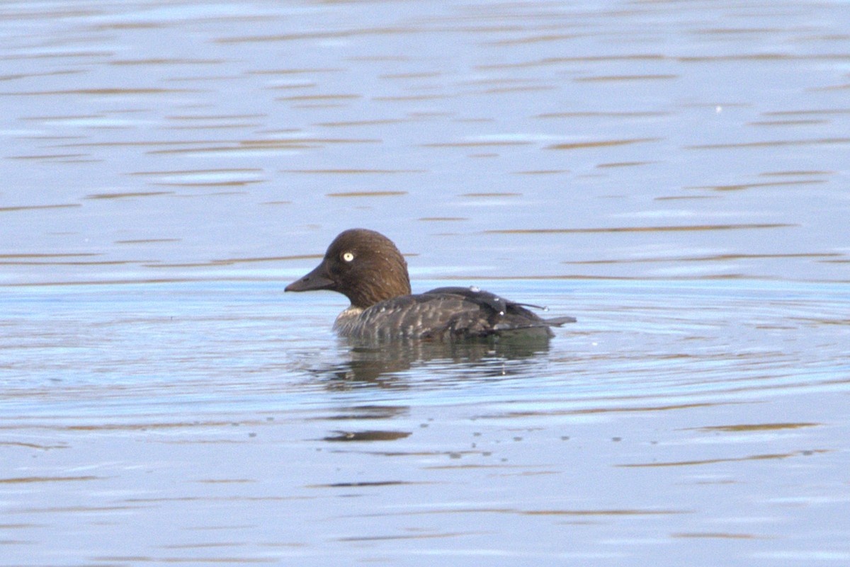 Common Goldeneye - ML642292844