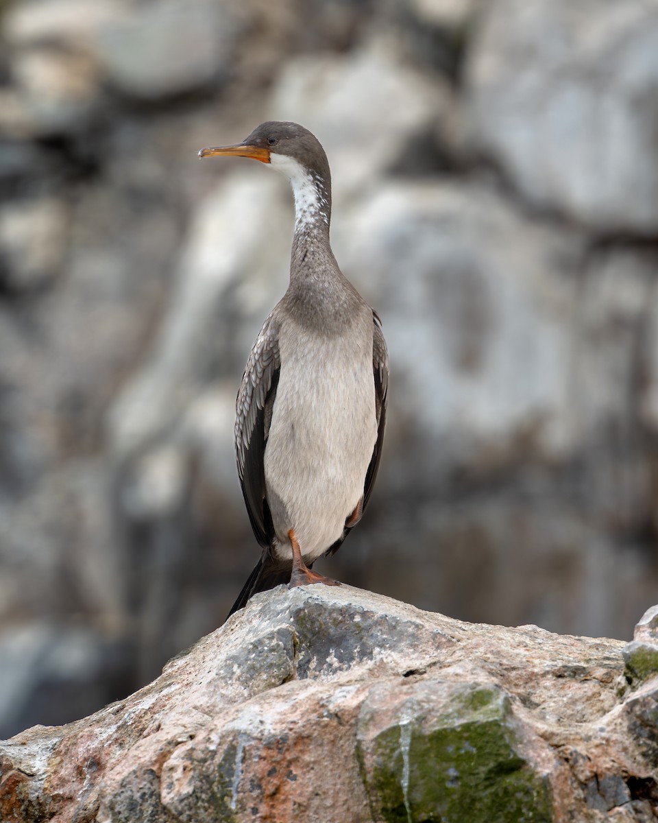 Red-legged Cormorant - ML642292930