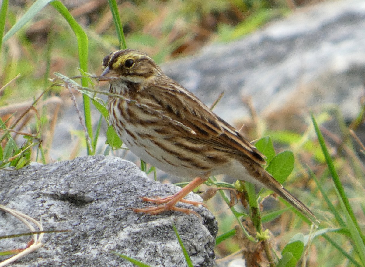 Savannah Sparrow - ML642292936