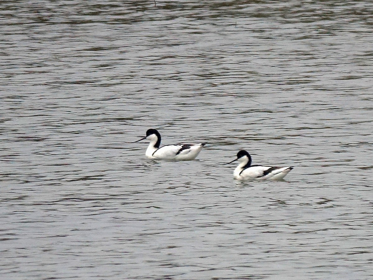 Pied Avocet - ML642292945
