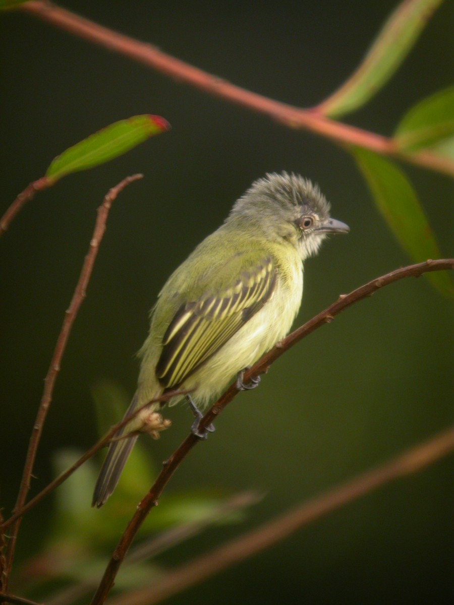 Gray-crowned Flatbill - ML642292949