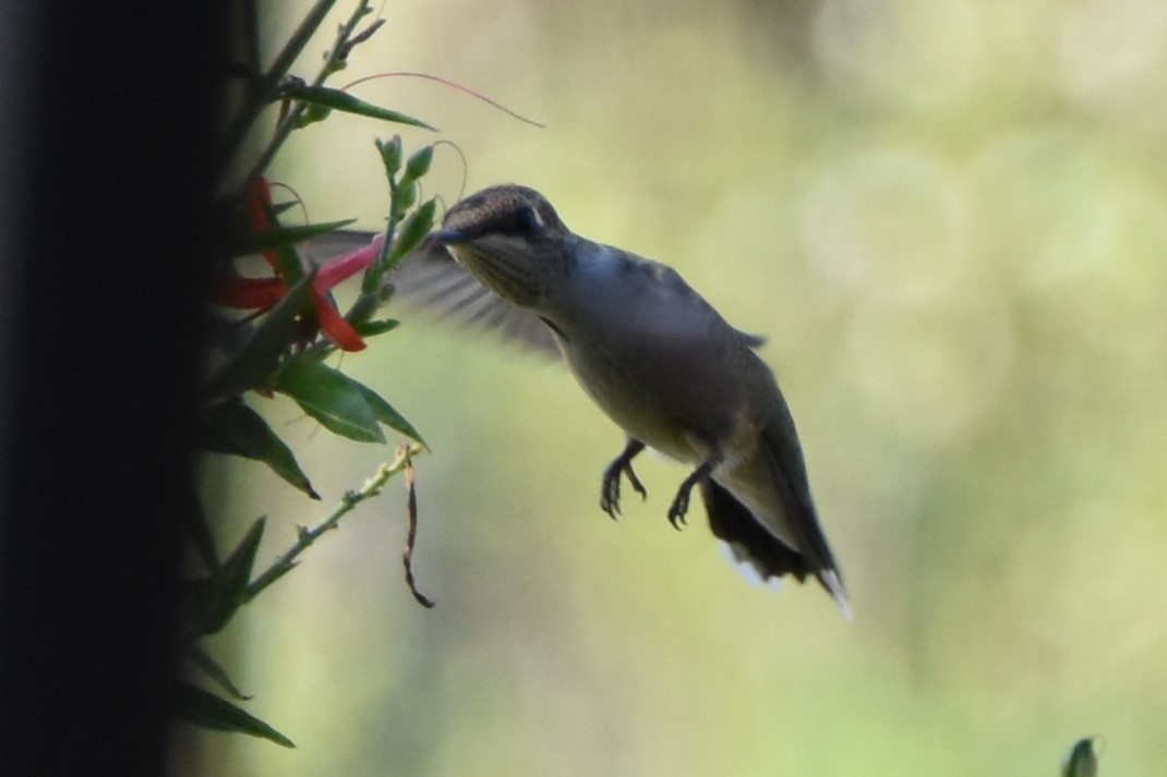 Black-chinned Hummingbird - ML642292960