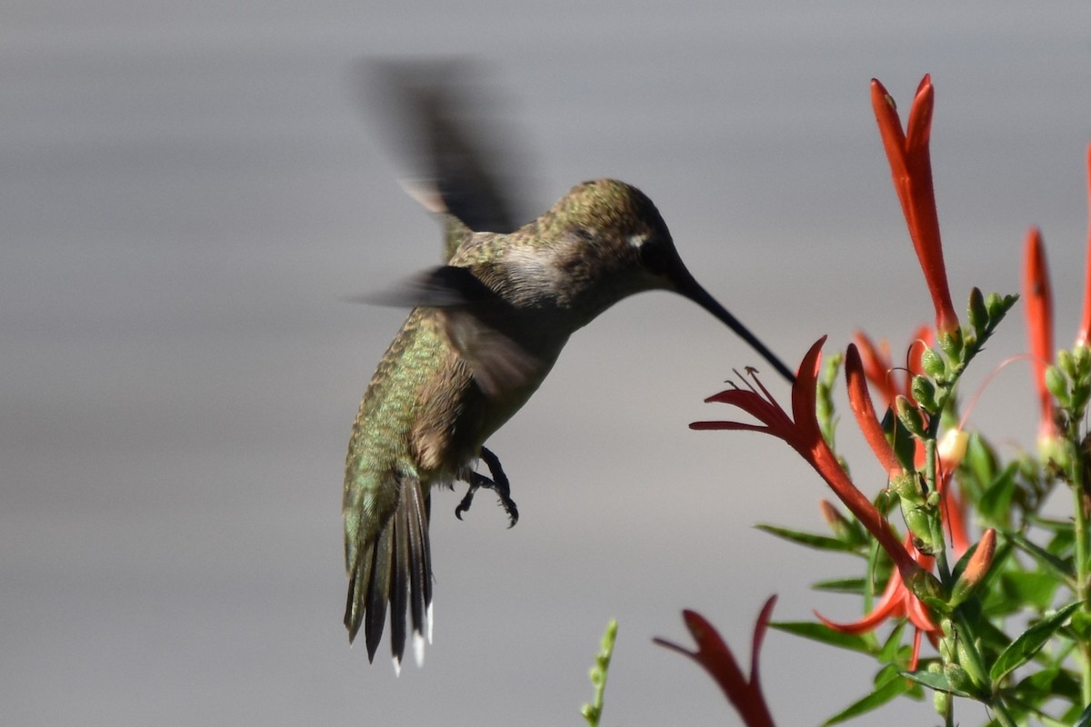 Black-chinned Hummingbird - ML642292961