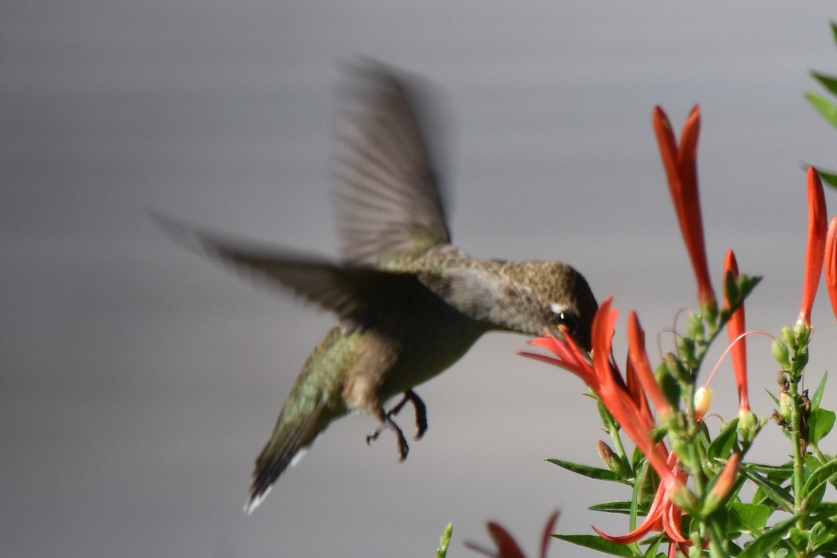 Black-chinned Hummingbird - ML642292962