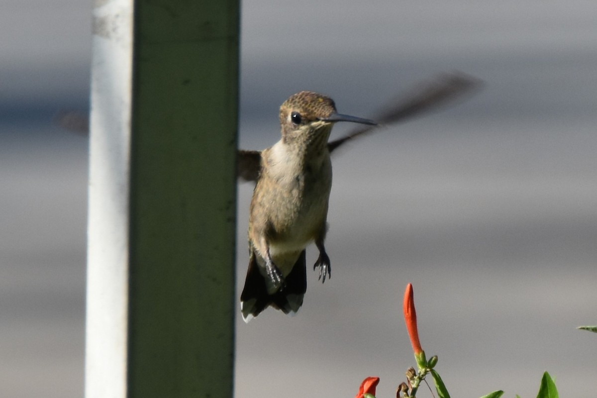 Black-chinned Hummingbird - ML642292963