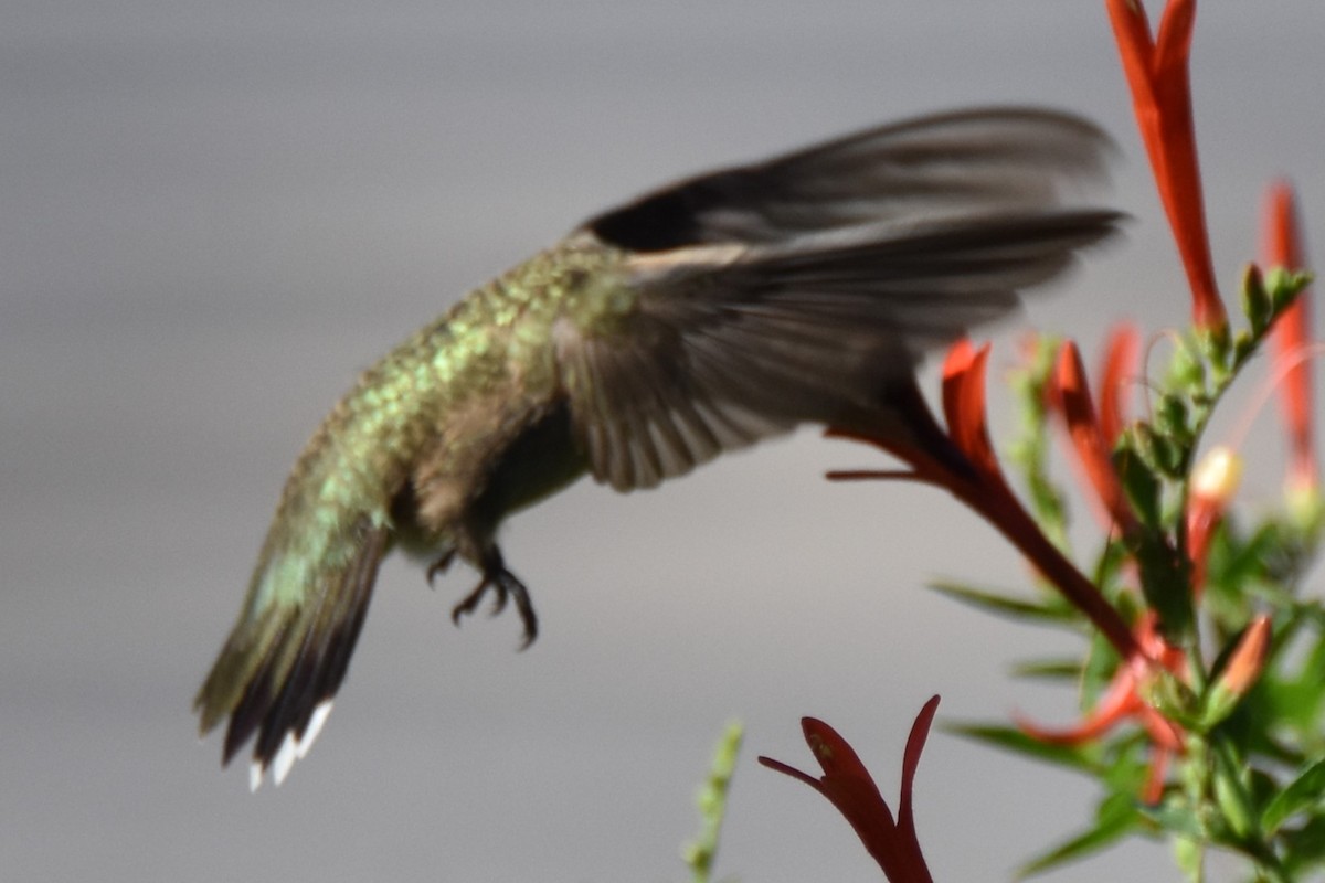 Black-chinned Hummingbird - ML642292964