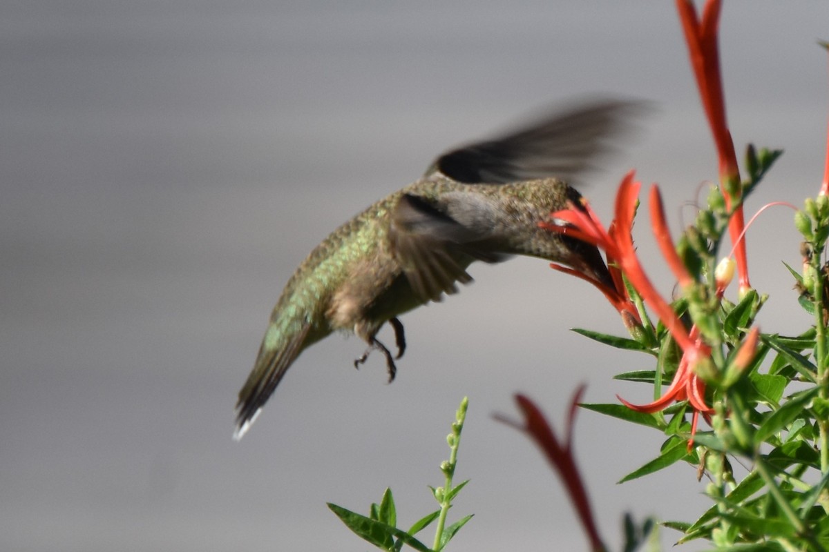 Black-chinned Hummingbird - ML642292965