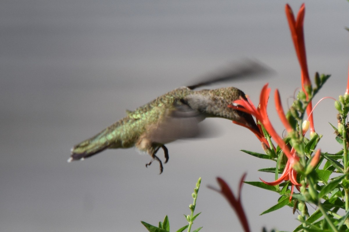 Black-chinned Hummingbird - ML642292966