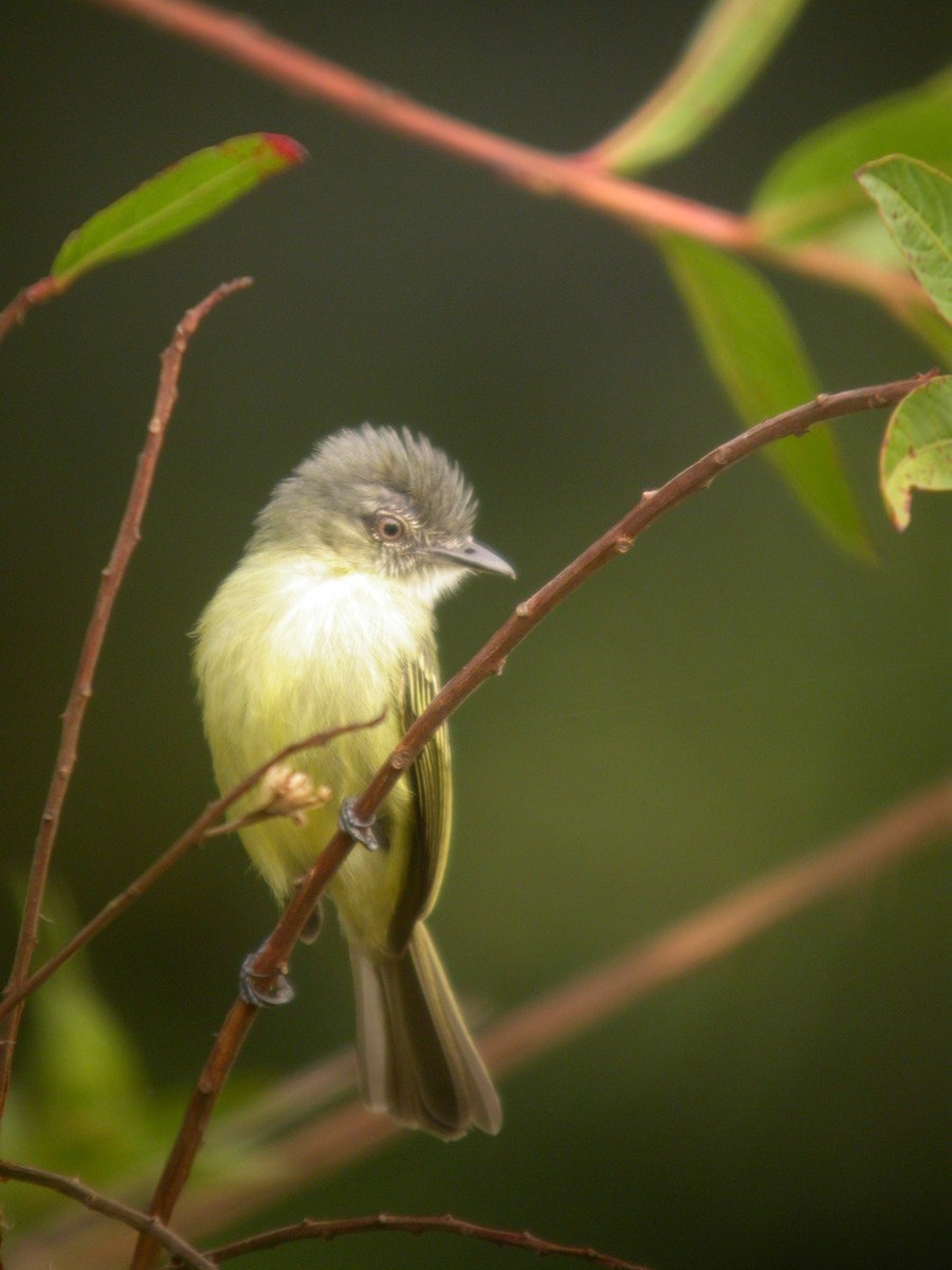 Gray-crowned Flatbill - ML642292969